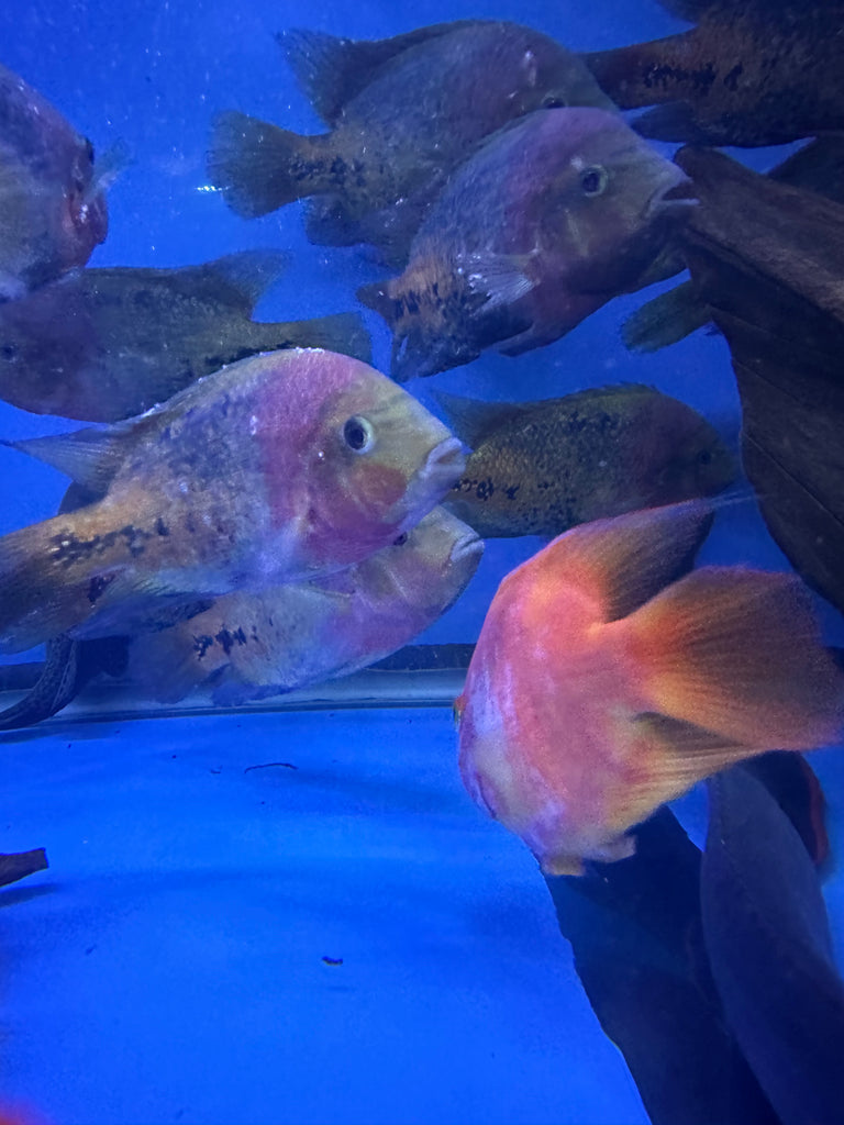 Synspilum top cichlid care