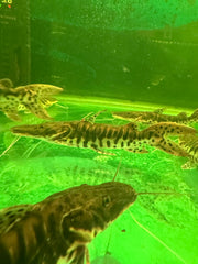 Shortbody Tiger Shovelnose Catfish (Pseudoplatystoma fasciatum)