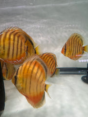 Yellow Alenquer Discus (Symphysodon aequifasciatus)