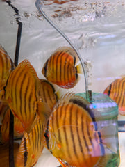 Yellow Alenquer Discus (Symphysodon aequifasciatus)