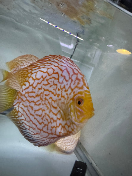 Yellow Checkerboard Discus (Symphysodon aequifasciatus)