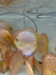 Yellow Checkerboard Discus (Symphysodon aequifasciatus)