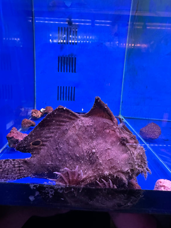 Freshwater Frogfish (Antennarius biocellatus)