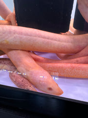 Yellow Asian swamp eel (Monopterus albus)