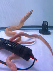 Yellow Asian swamp eel (Monopterus albus)