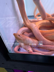 Yellow Asian swamp eel (Monopterus albus)