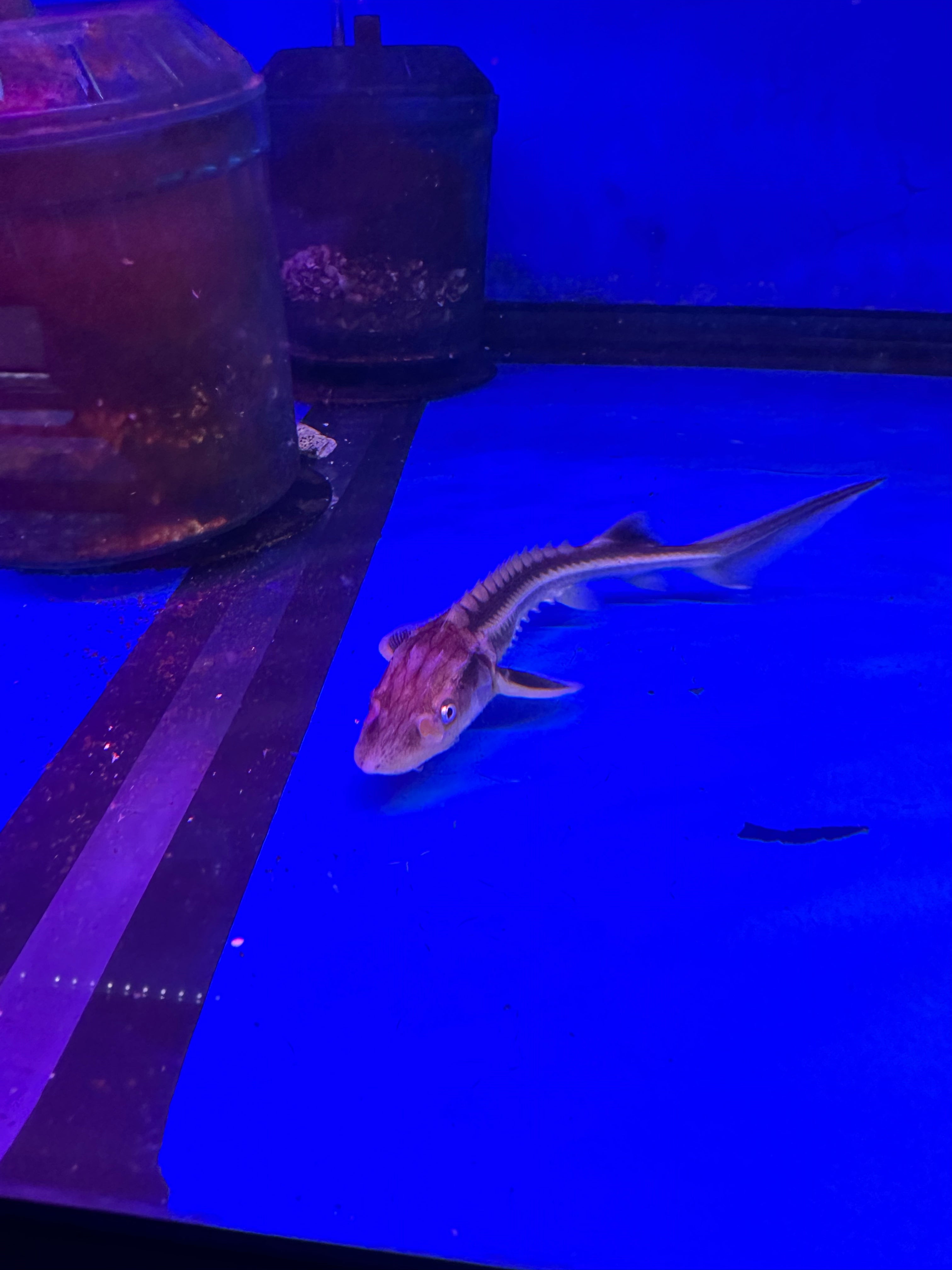 Diamondback Sturgeon (Acipenser gueldenstaedtii) – monsteraquariumonline