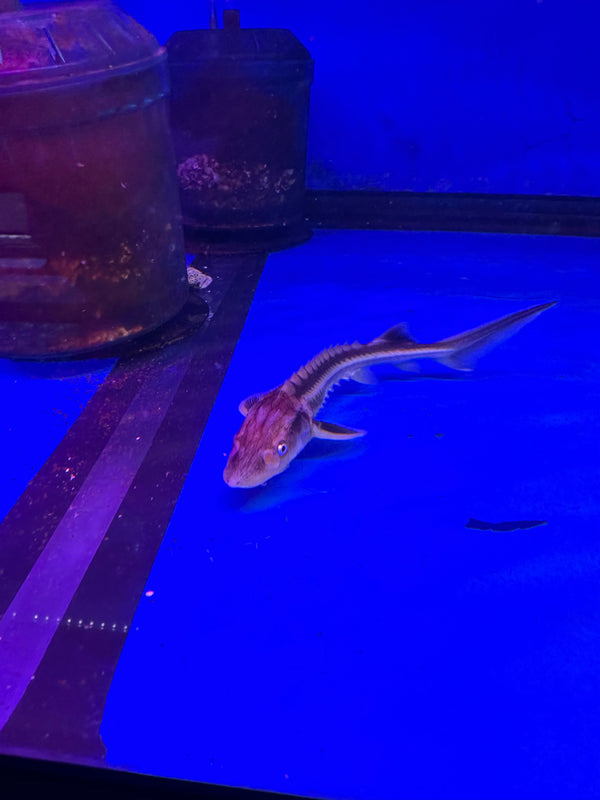 Diamondback Sturgeon (Acipenser gueldenstaedtii)