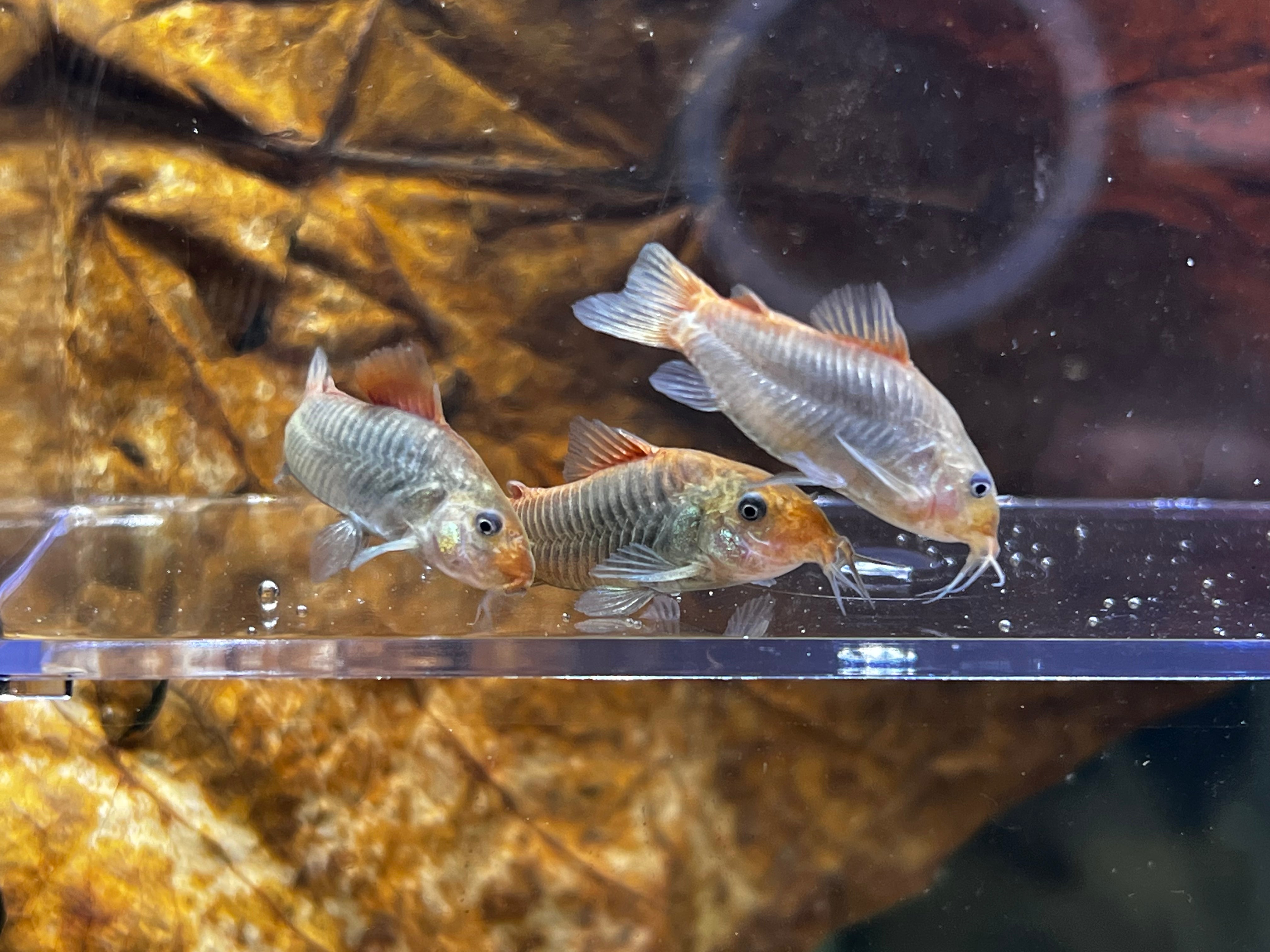 Fireball Cory (Corydoras Hephaestus)