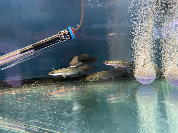 Arapaima Gigas (Arapaima gigas)