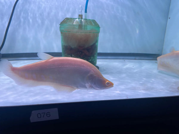 Albino Clown Knife (Chitala ornata)