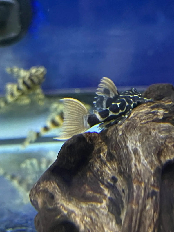 L600 Leopard Catus Pleco "Pseudacanthicus leopardus"