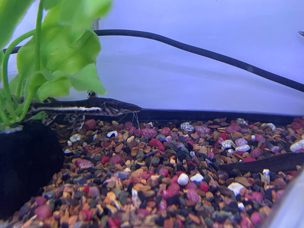Tiger Shovelnose Catfish (Pseudoplatystoma fasciatum)