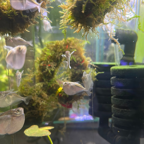 Silver Hatchet fish (Gasteropelecus sternicla)
