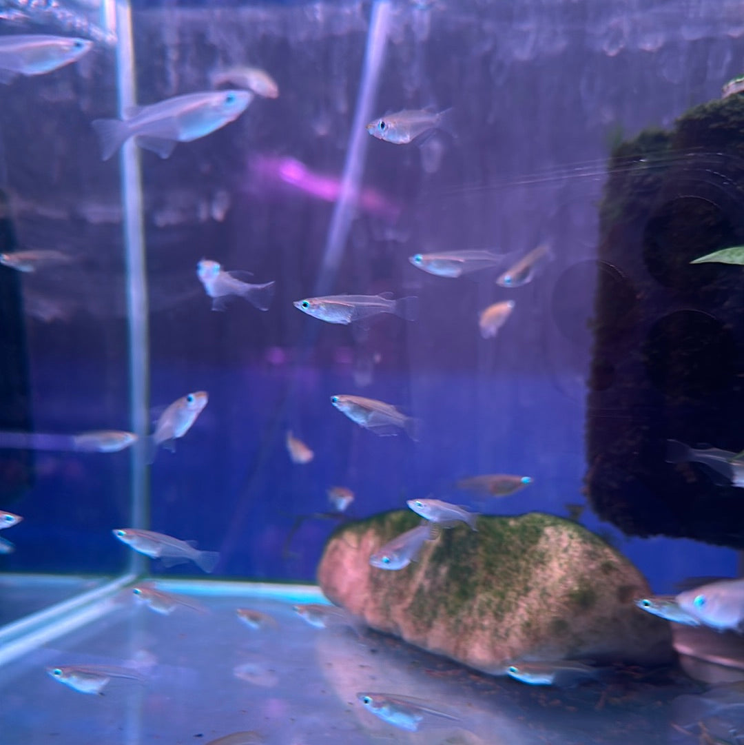 Javanese rice fish (Oryzias javanicus)