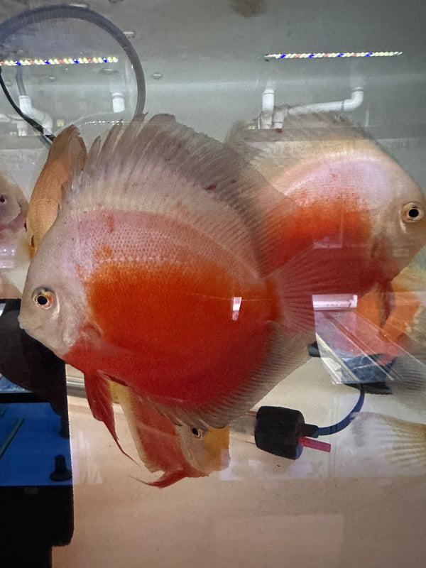 Red white Discus (Symphysodon aequifasciatus)