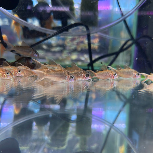 CW005 Albertini corydoras - Corydoras pantanalensis