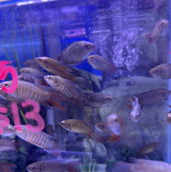 Paradise fish (Macropodus opercularis)