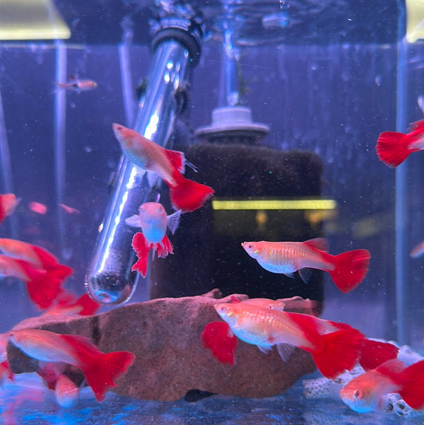 Super Red Albino Guppy (Female) (Poecilia reticulata)