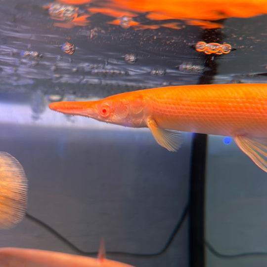 Gar Fish for Sale | Prehistoric Freshwater Predators