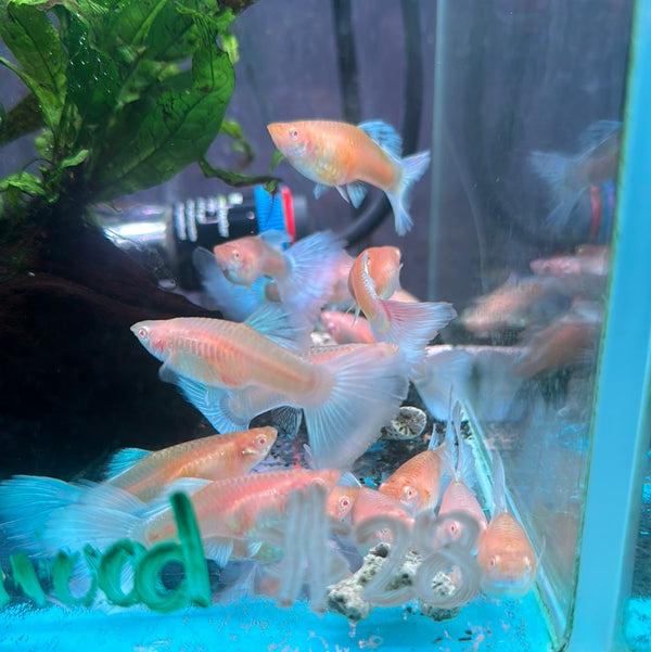 Albino Blue Gold Guppy (Female) (Poecilia reticulata)