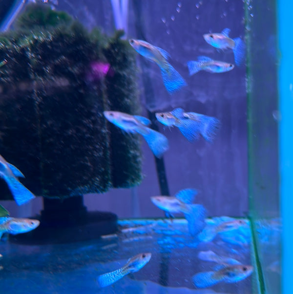 Blue grass Guppy (male) (Poecilia reticulata)