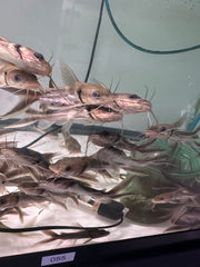 Wide head catfish (Clarotes laticeps)