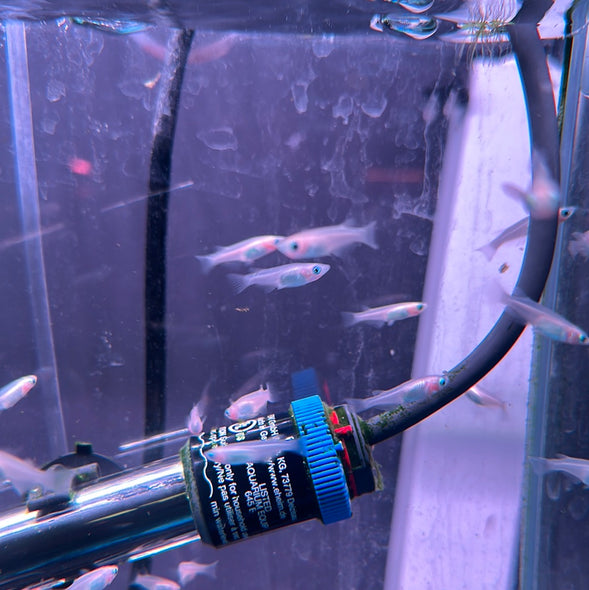 Pearl galaxy Medaka rice fish (Oryzias Latipes)