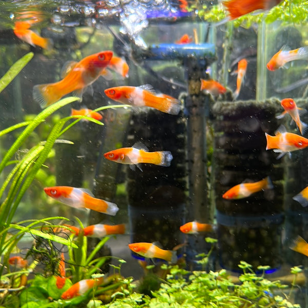 Albino Kohaku Swordtail (Xiphophorus helleri)