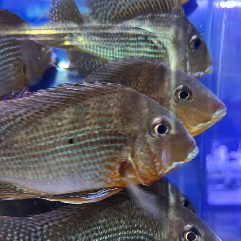 Altifrons Alenquer Geophagus (Geophagus altifrons “Alenquer”)