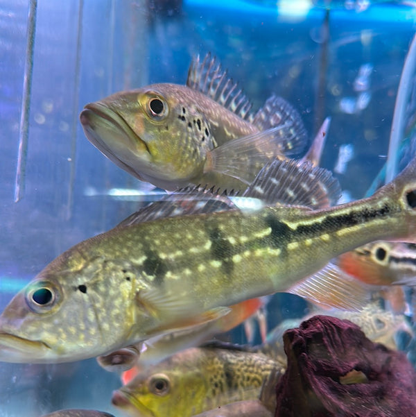 Temensis Peacock Bass (Cichla temensis)
