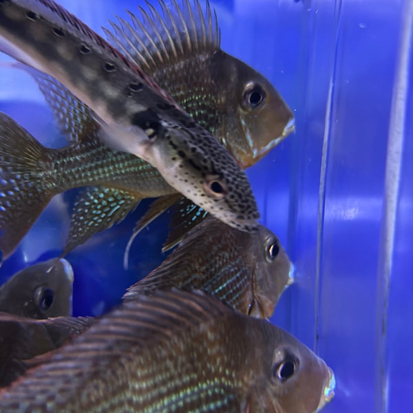 Altifrons Alenquer Geophagus (Geophagus altifrons “Alenquer”)