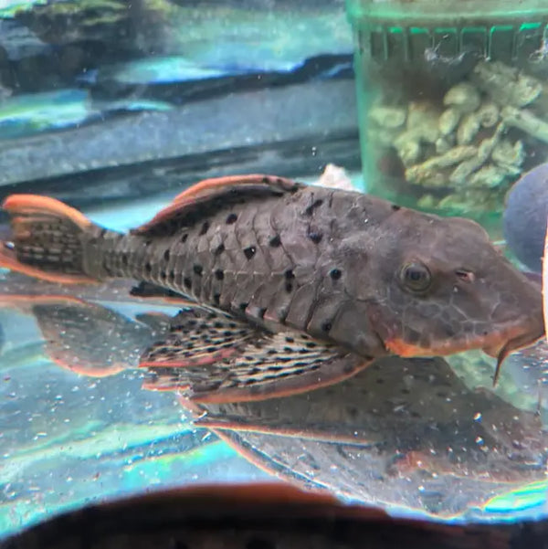 L95 Orange Cheek Pinecone pleco (Pseudorinelepis cf. genibarbis)