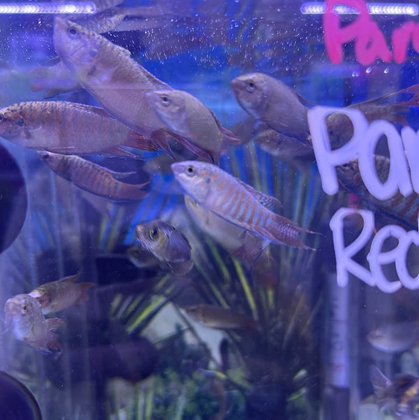 Paradise fish (Macropodus opercularis)
