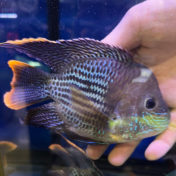 Hump head short body Green Terror (Andinoacara rivulatus)