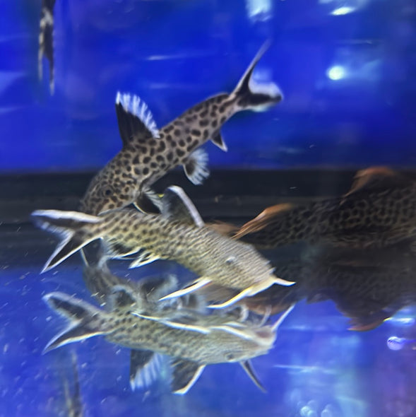 Tanganicae Synodontis Catfish (Synodontis tanganaicae)