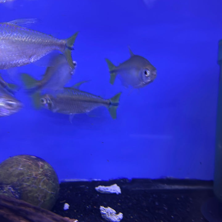 Yellow tail Congo Tetra (Alestopetersius caudalis)