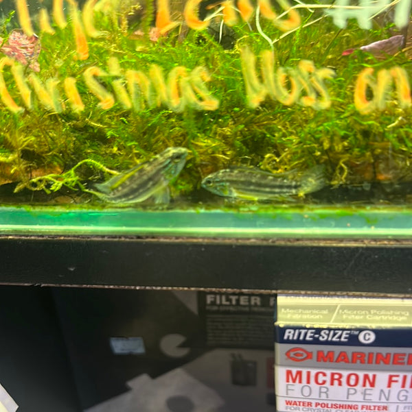 Apistogramma Balsopuerto