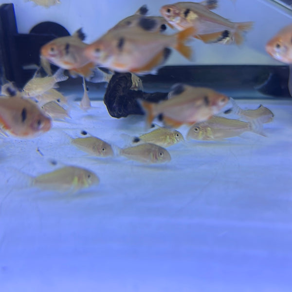 Leopard Cory (Corydoras trilineatus)