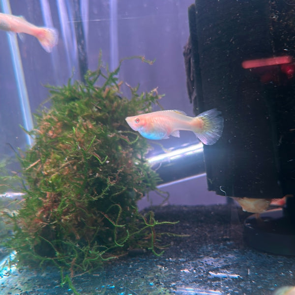 Albino Mosaic guppy (female) (Poecilia reticulata)