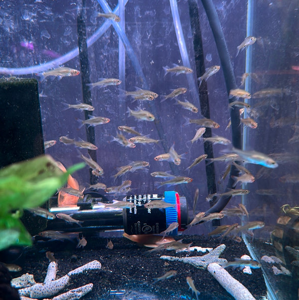 Asian Rummy Nose Tetra (Sawbwa resplendens)