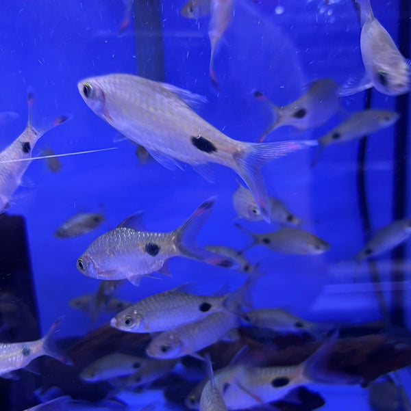 Filament Barb (Dawkinsia filamentosa)