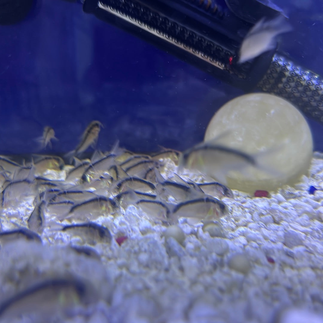 Skunk Cory ( Corydoras Arcuatus ) – monsteraquariumonline