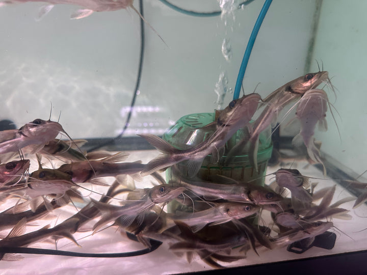 Wide head catfish (Clarotes laticeps)