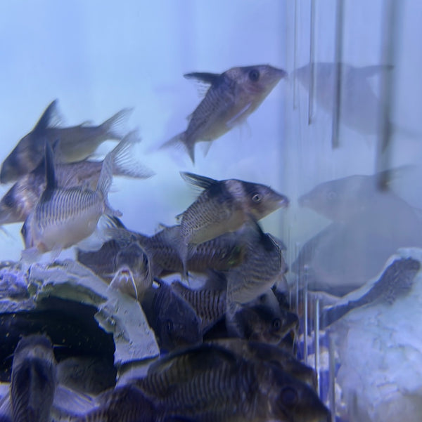 Bluespotted corydoras ( Corydoras Melanistius )