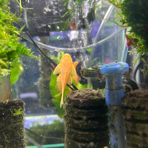 Albino Bristlenose pleco (Ancistrus sp.)