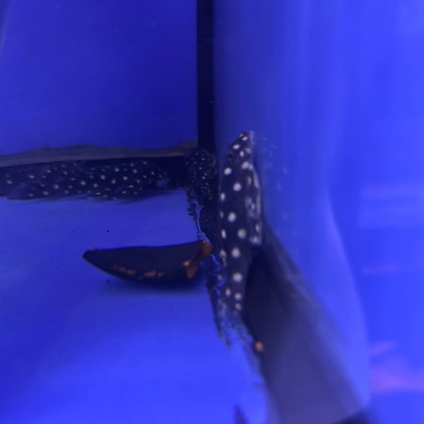 L82 gold spotted opal pleco (Scobinancistrus sp.)