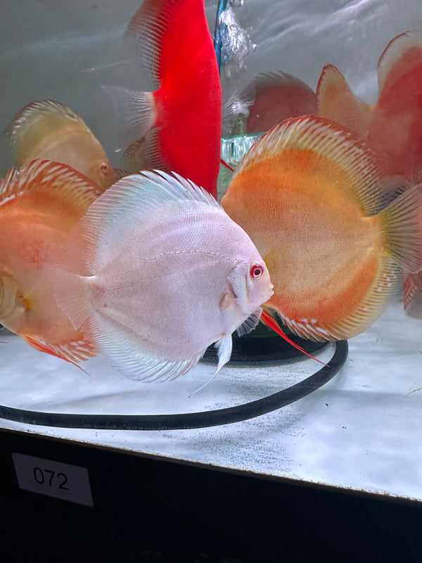 Albino blue diamond Discus (Symphysodon aequifasciatus)