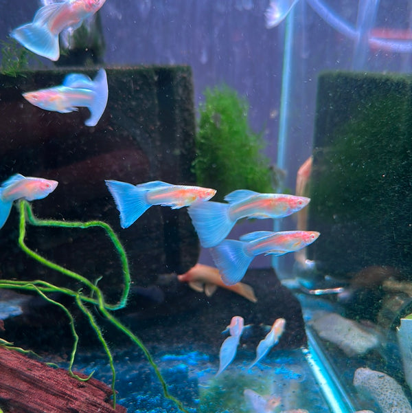 Albino Blue Gold Guppy (Male) (Poecilia reticulata)