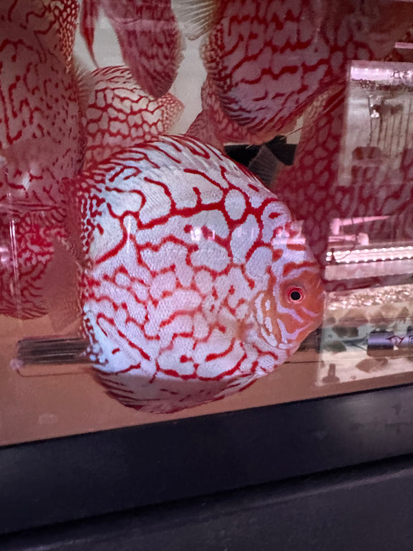 Checkerboard Pigeon Discus (Symphysodon aequifasciatus)